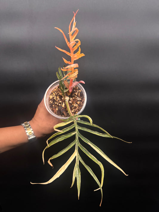 Variegated Tortum 🪴🦄