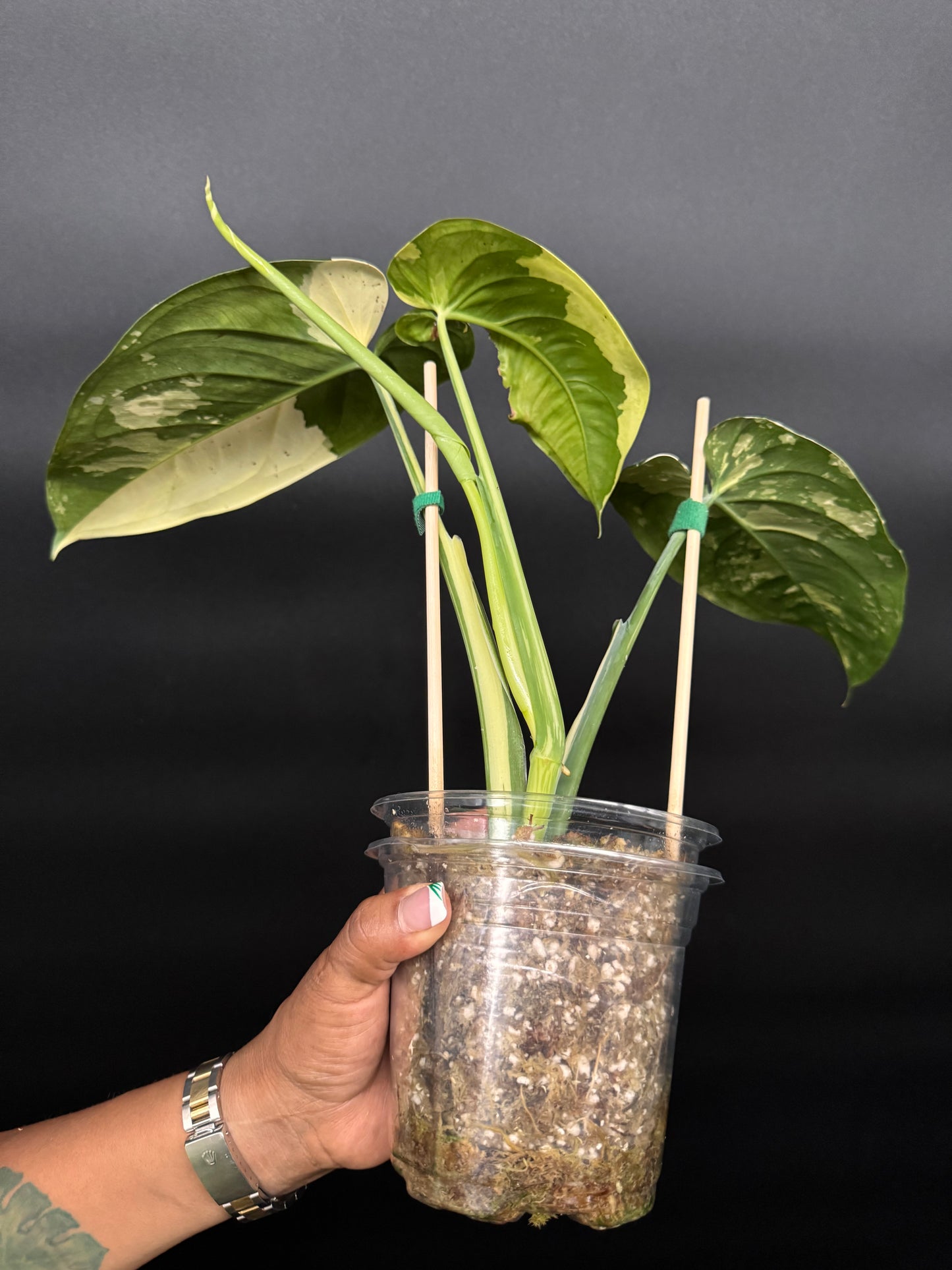 Huge variegated syngonium albo