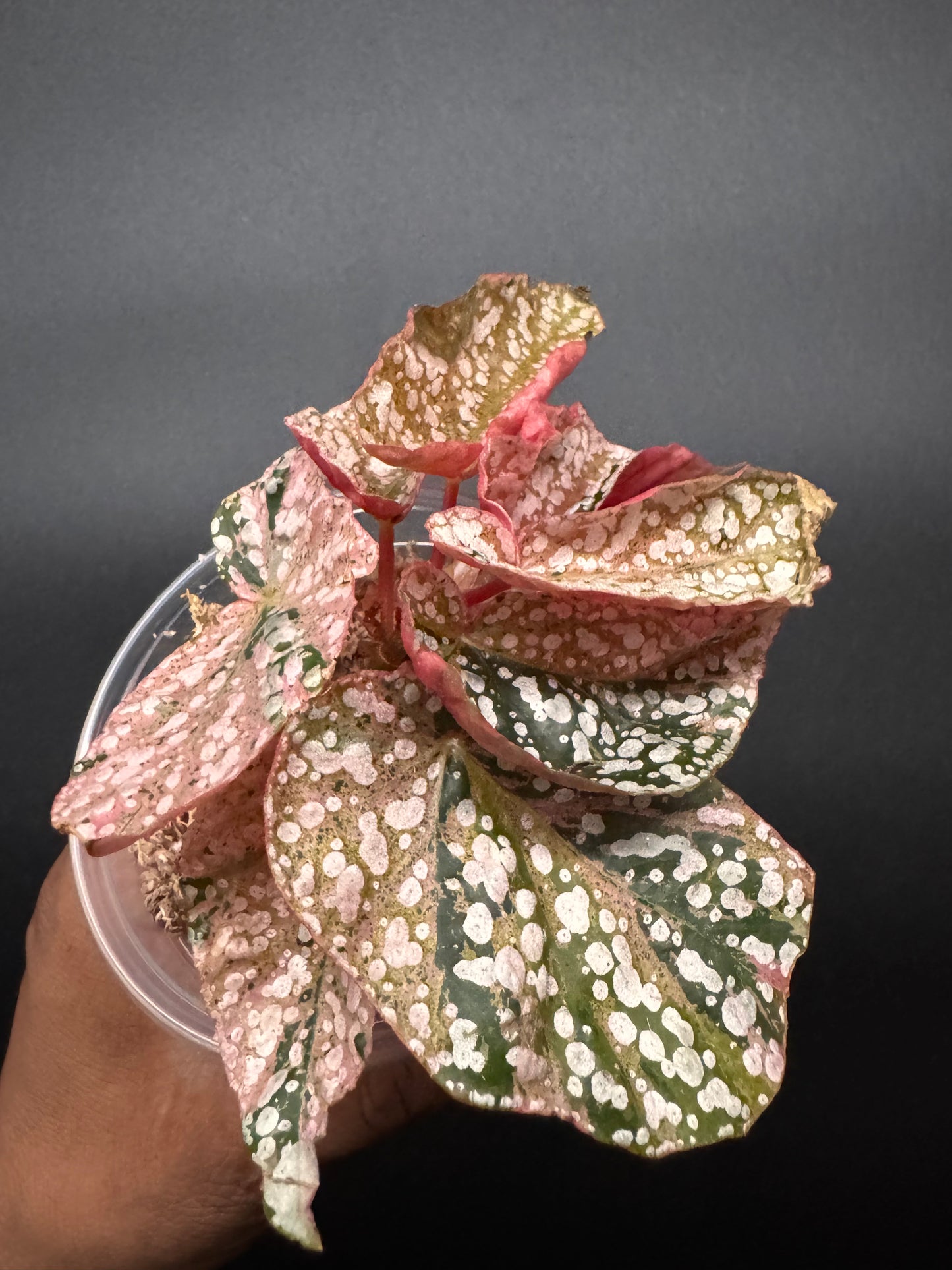 Variegated pink begonia snow capped
