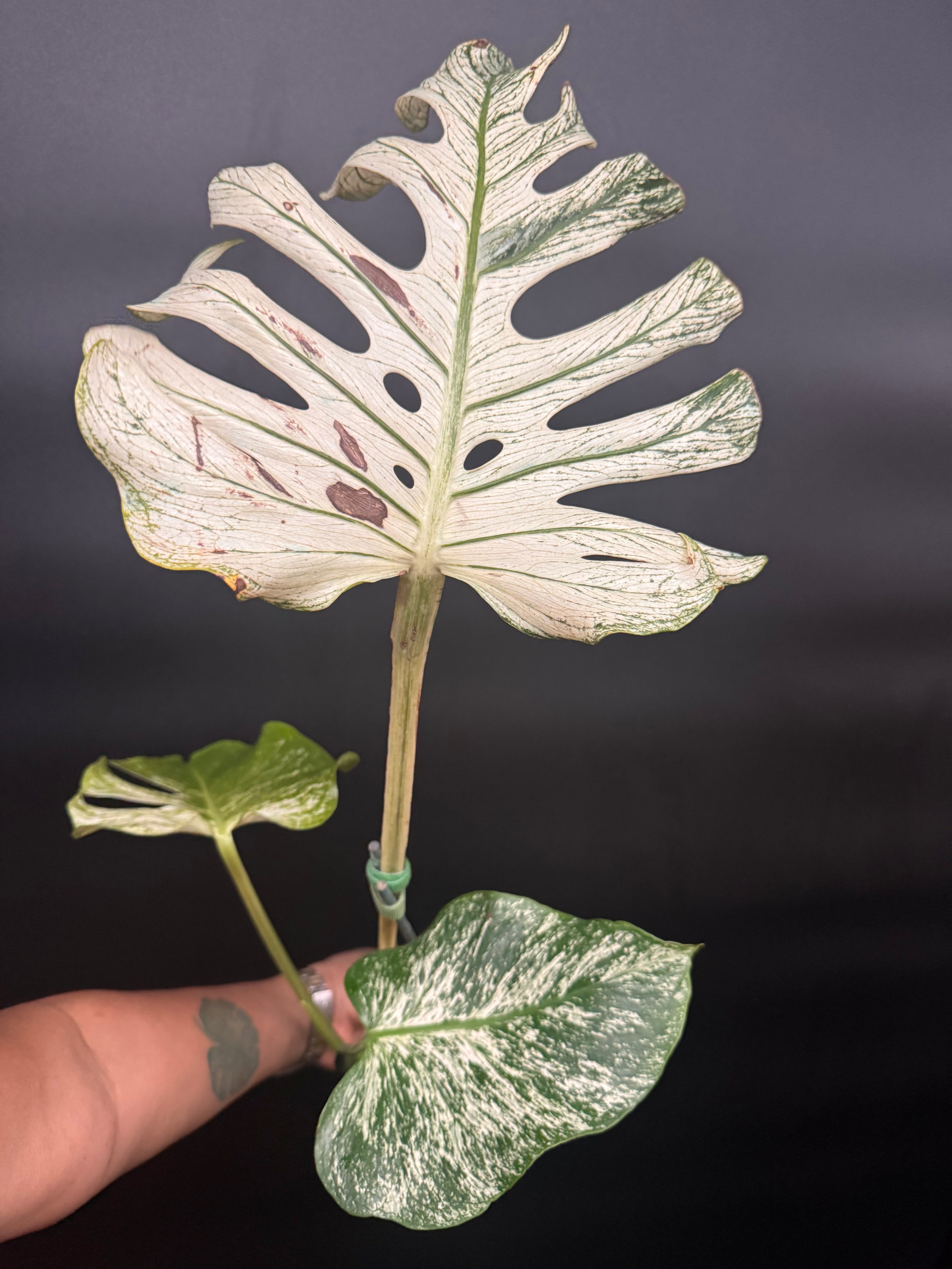 ⭐︎美株⭐︎ Monstera pertusa cv.'Variegata' 4号 ⭐︎美株⭐︎ Monstera pertusa cv.´Variegata´ 4号