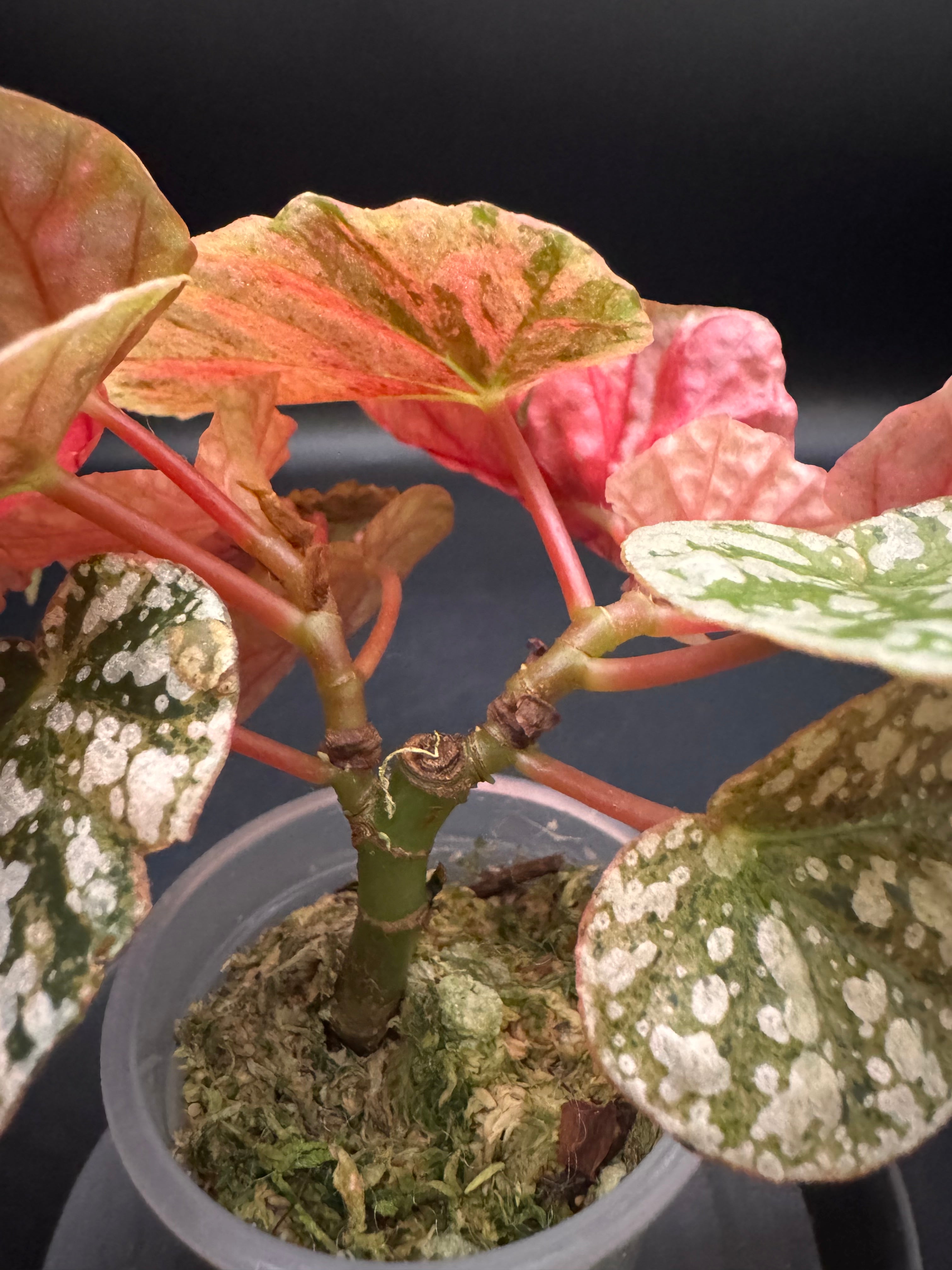 Pink Variegated Begonia Snow Capped – Plant Gurus USA