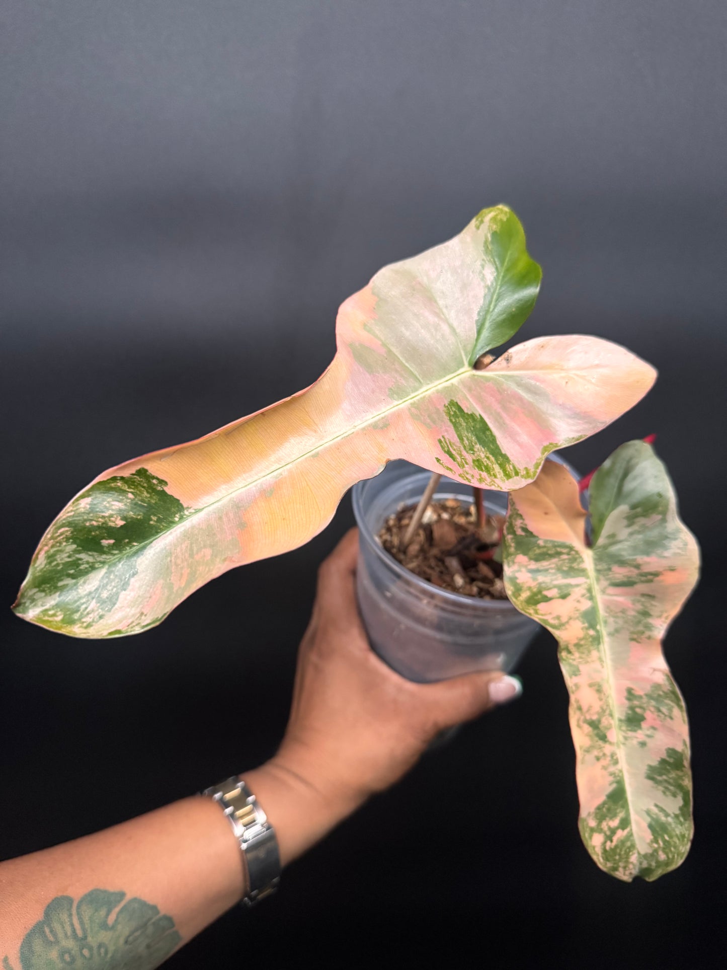 🔥🪴🦄🦄Super rare philodendron brown beauty