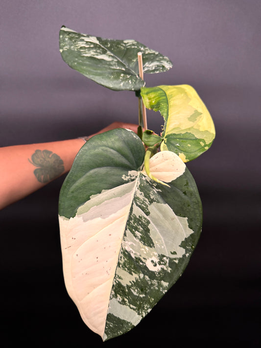 Huge variegated syngonium albo