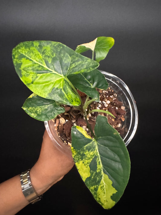 Highly Variegated Syngonium Aurea