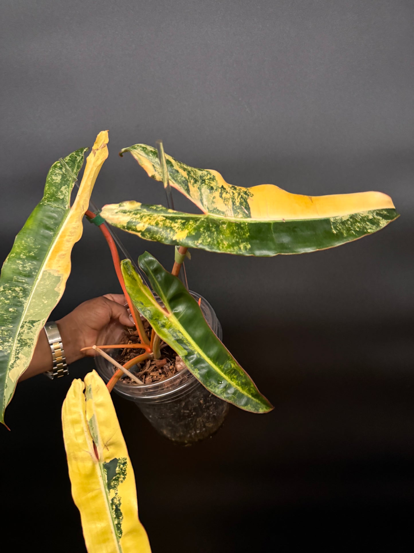 Variegated Philodendron Billietiae Full Mother Plant