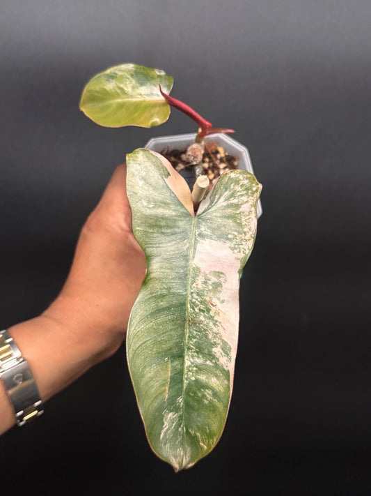 🔥🪴🦄🦄Super rare philodendron brown beauty