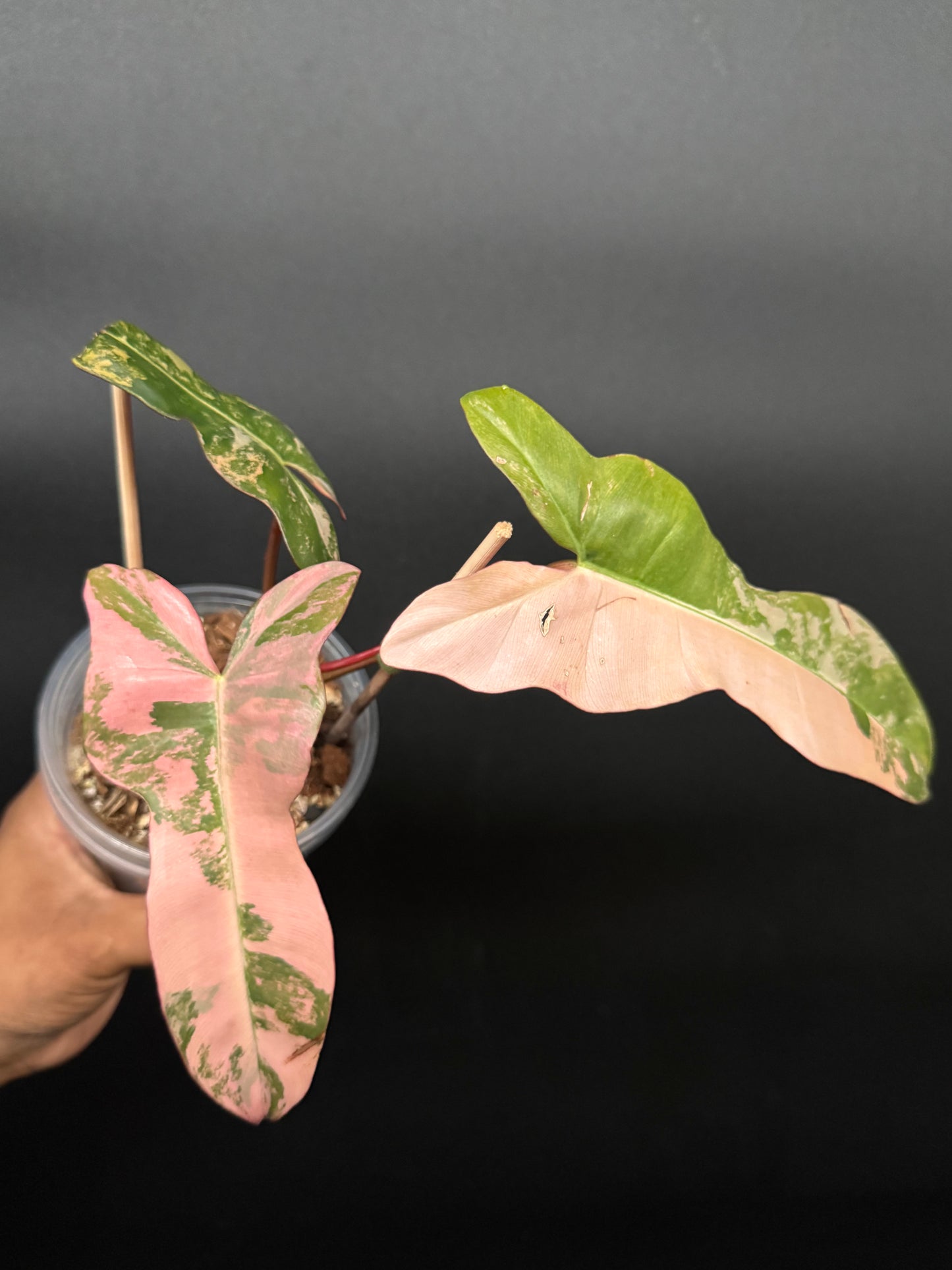 🔥🪴🦄🦄Super rare philodendron brown beauty