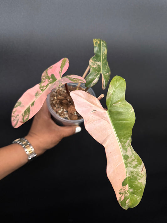 🔥🪴🦄🦄Super rare philodendron brown beauty