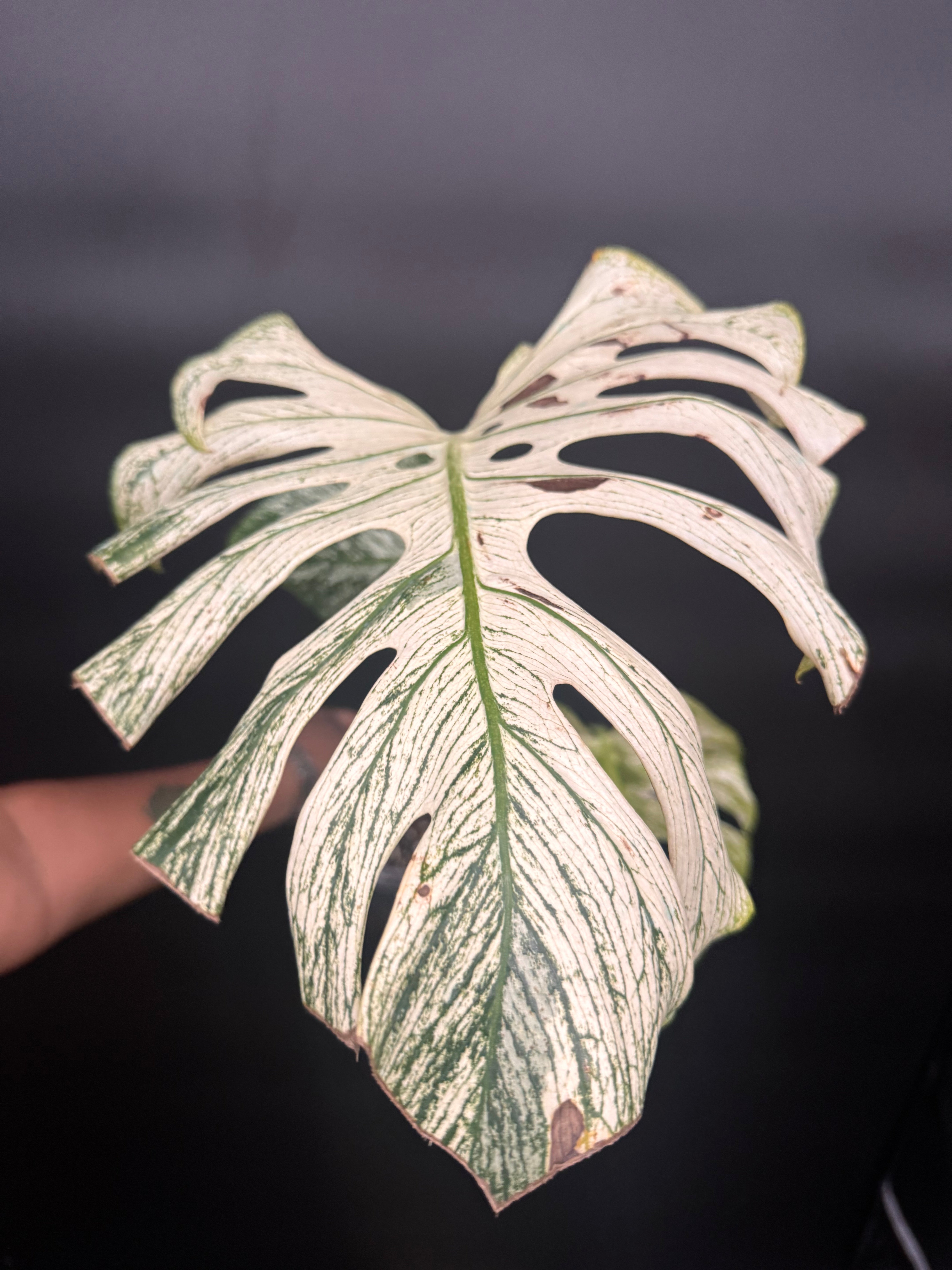 Top #1 Variegated Monstera Devil Monster🦄🦄 – Plant Gurus USA
