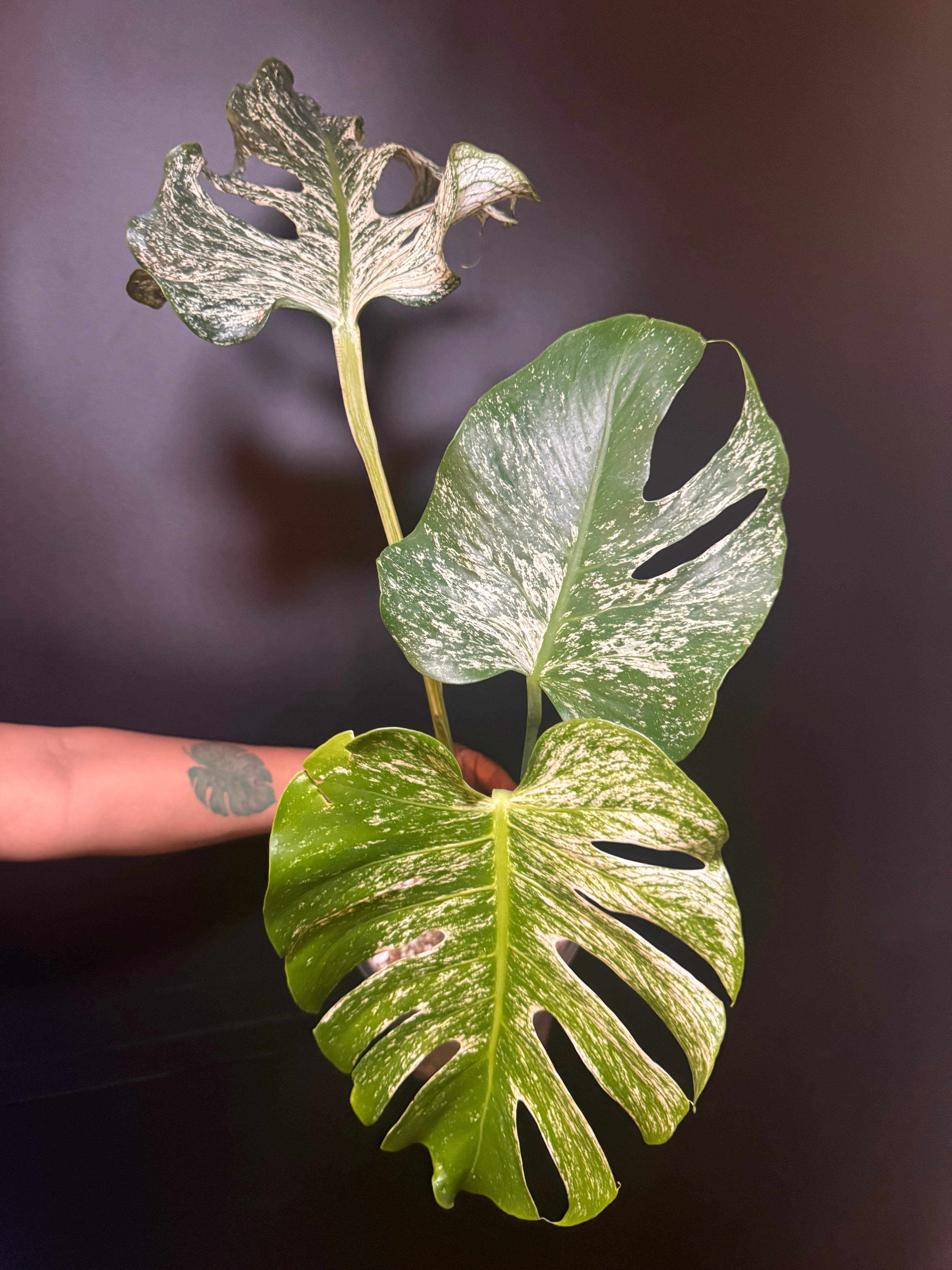 Top #1 Variegated Monstera Devil Monster🦄🦄 – Plant Gurus USA