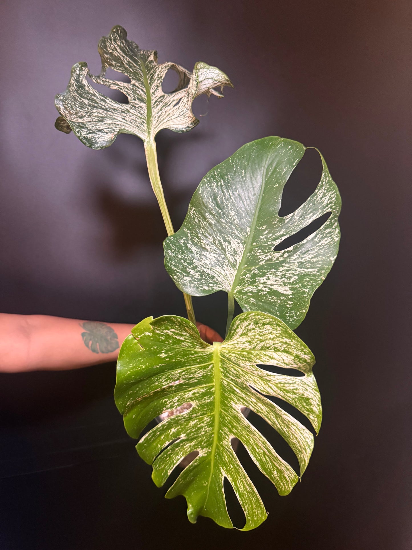 Top #1 Variegated Monstera Devil Monster🦄🦄