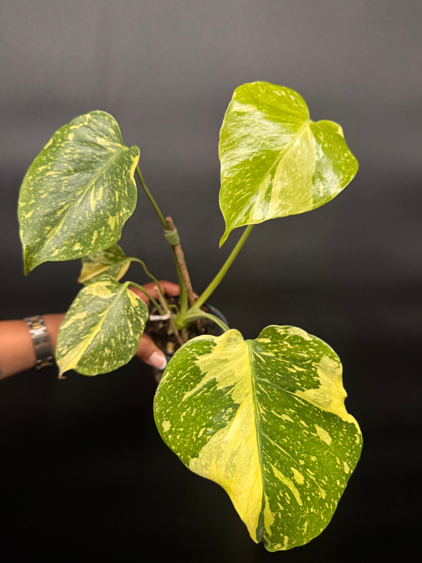 Variegated Monstera Electrolyte 🪴🦄