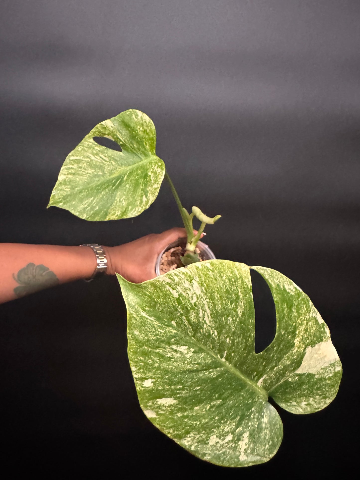 Variegated Monstera Mint Large form