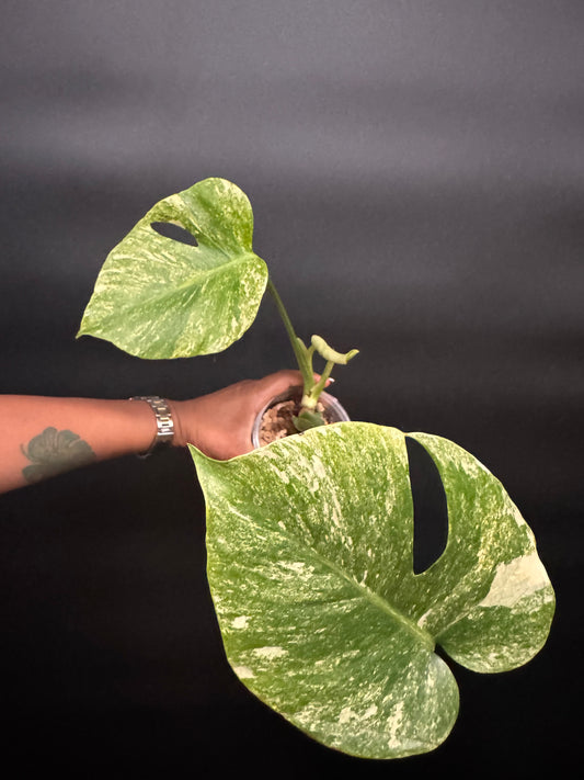 Variegated Monstera Mint Large form