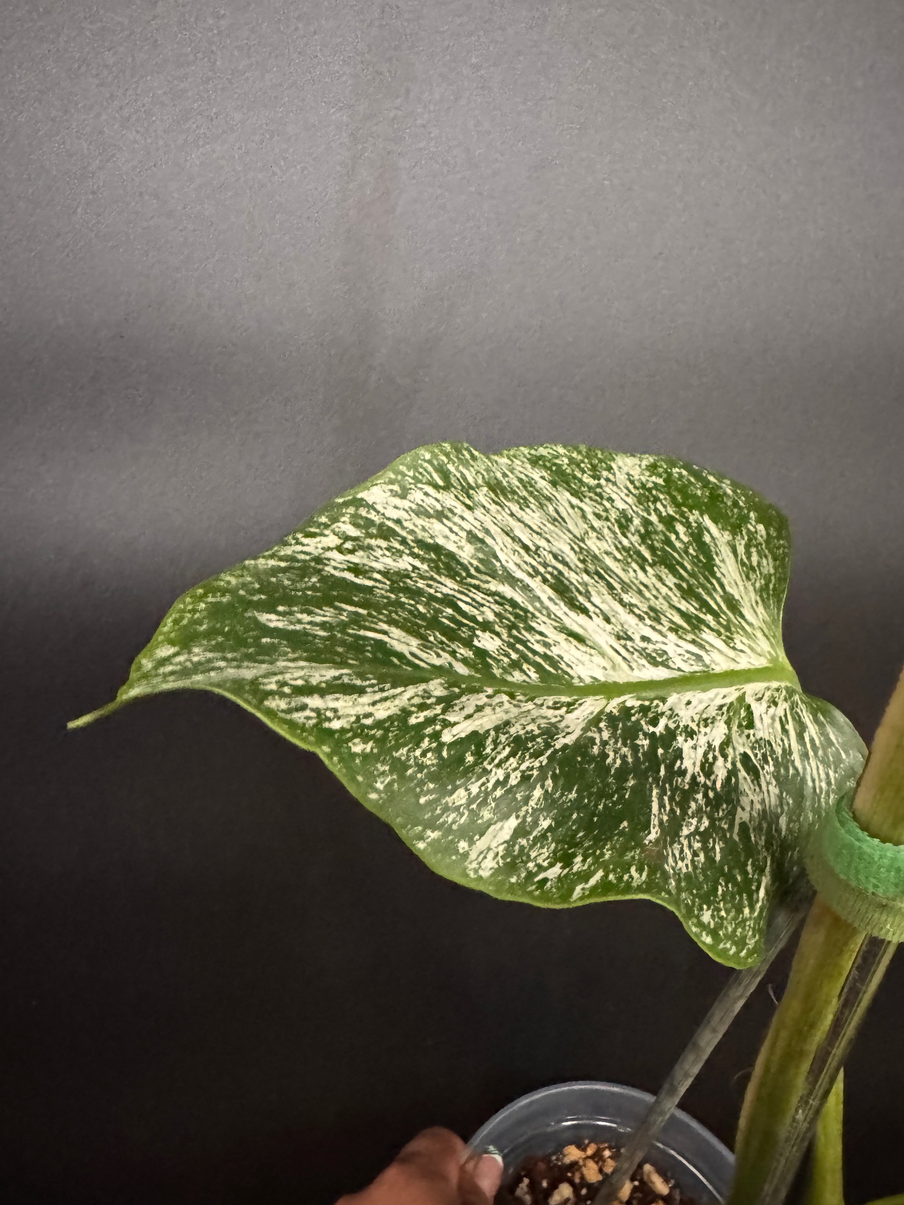 ⭐︎美株⭐︎ Monstera pertusa cv.'Variegata' 4号 sddefault.jpg