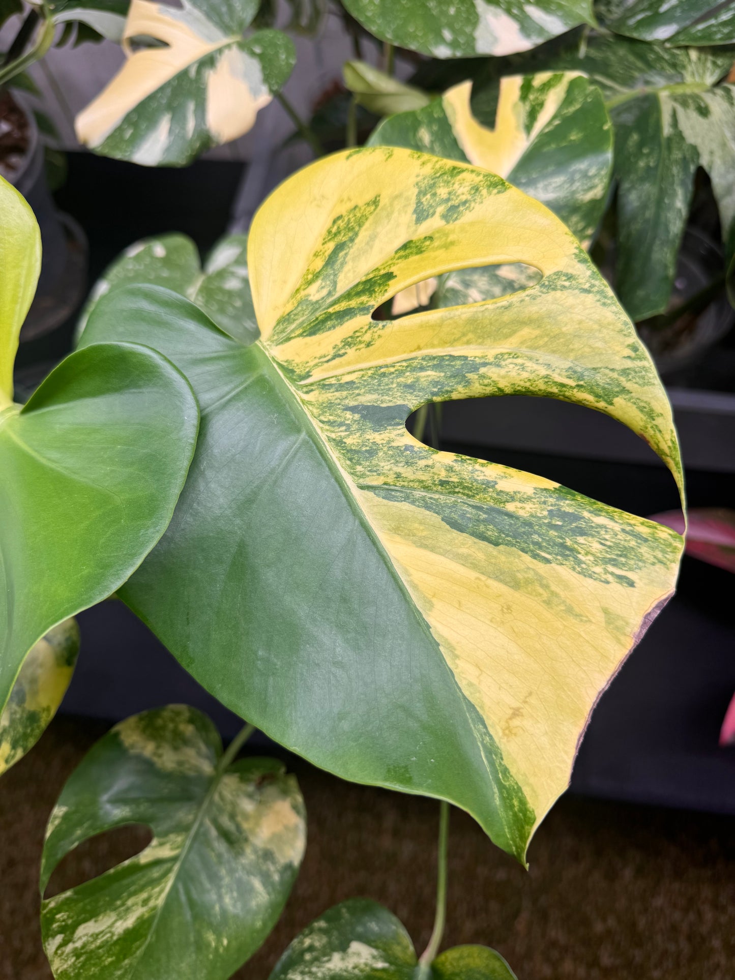 🔥Mature Monstera Pom Pom🪴🦄