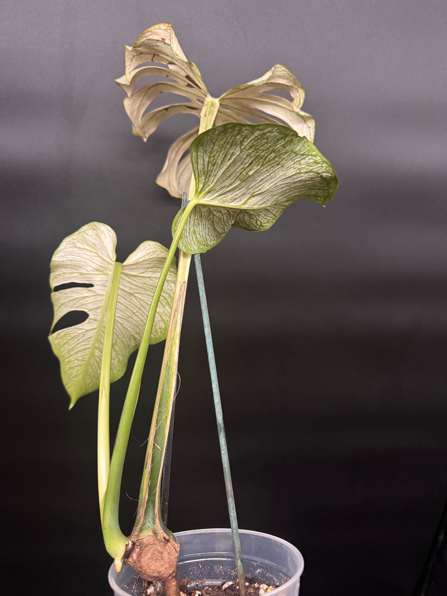 Top #1 Variegated Monstera Devil Monster🦄🦄