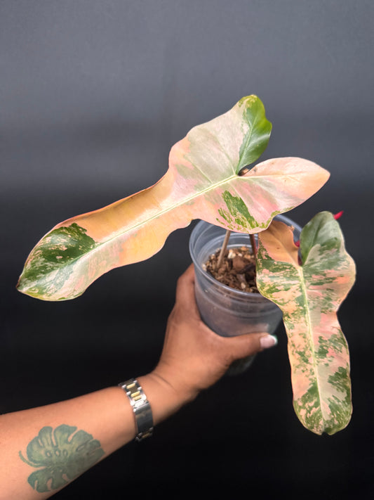 🔥🪴🦄🦄Super rare philodendron brown beauty