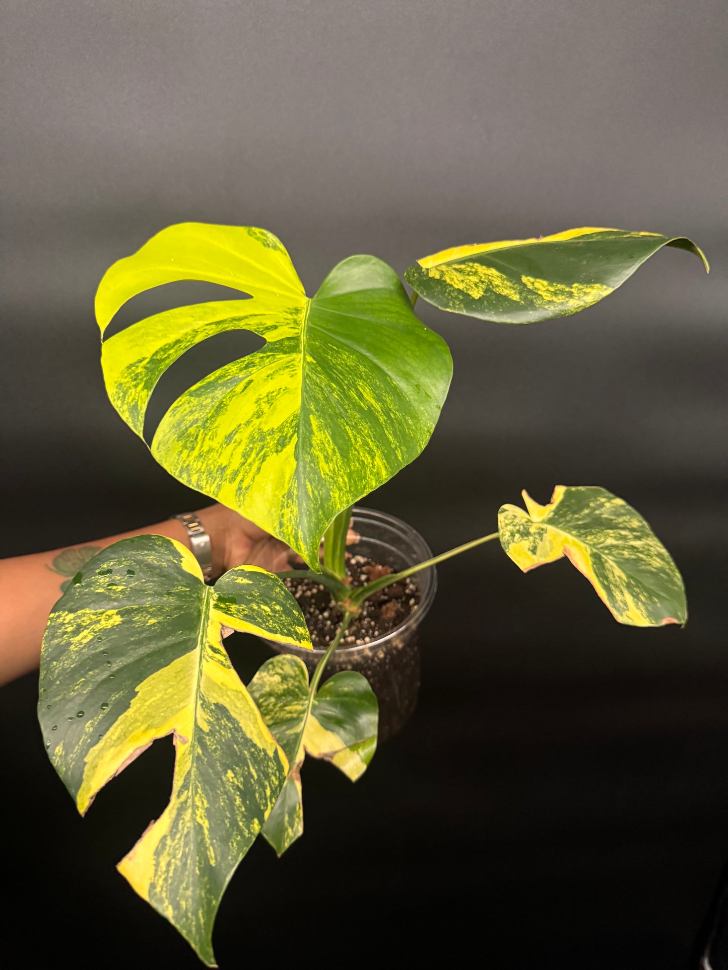 Variegated Monstera deliciosa Aurea Large Form
