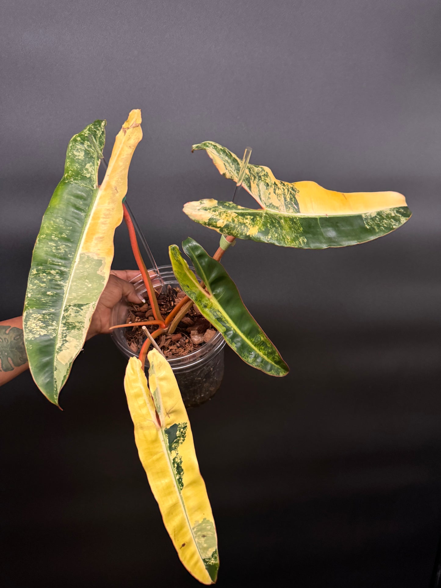 Variegated Philodendron Billietiae Full Mother Plant