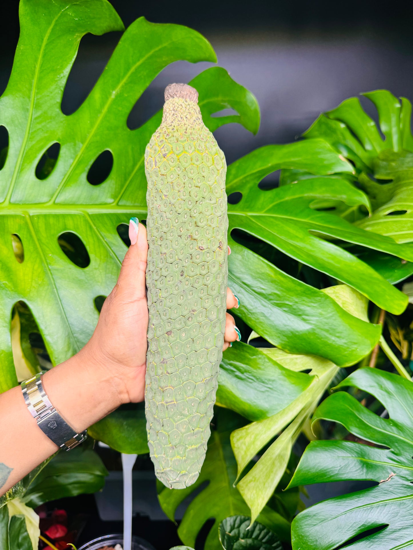 Monstera Deliciosa Fruit😋🍌