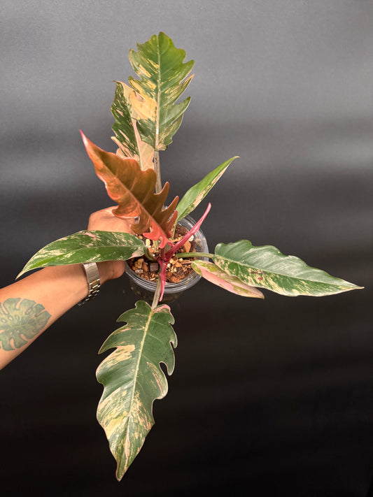 Variegated Caramel Marble