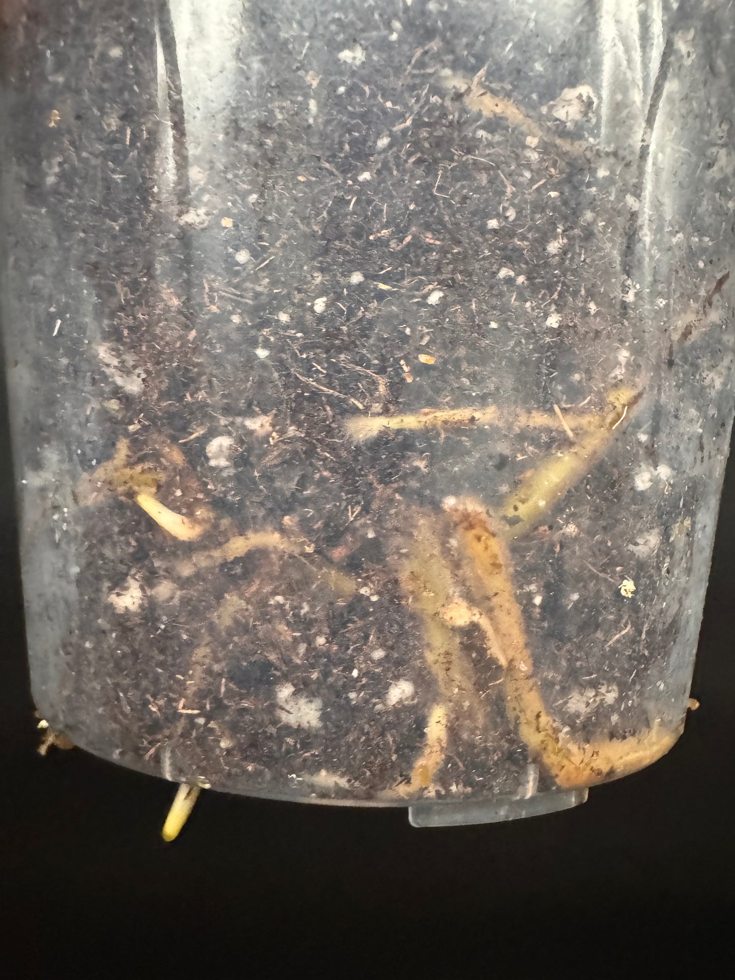 Top #1 Variegated Monstera Devil Monster🦄🦄