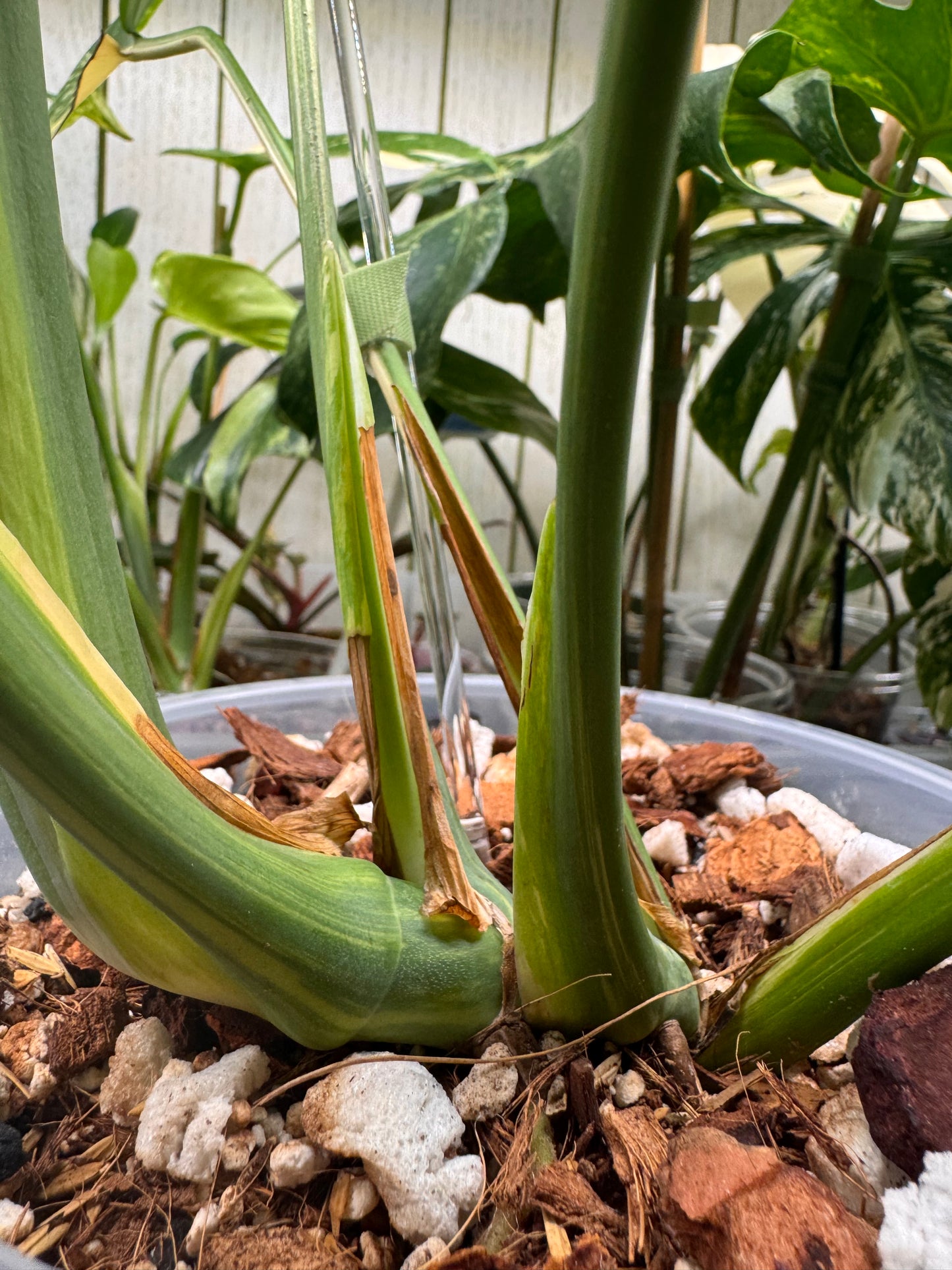 🔥Mature Monstera Pom Pom🪴🦄