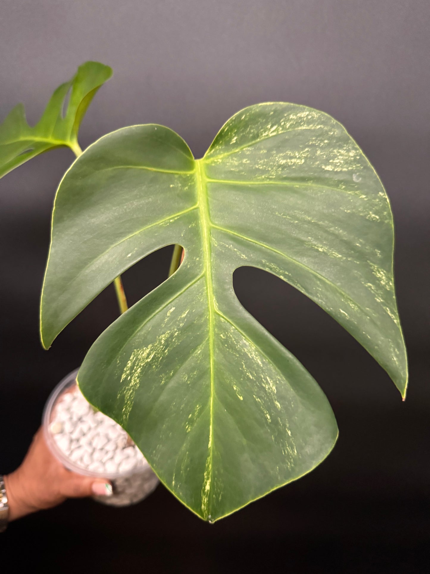 Variegated Monstera Brazilian Albo