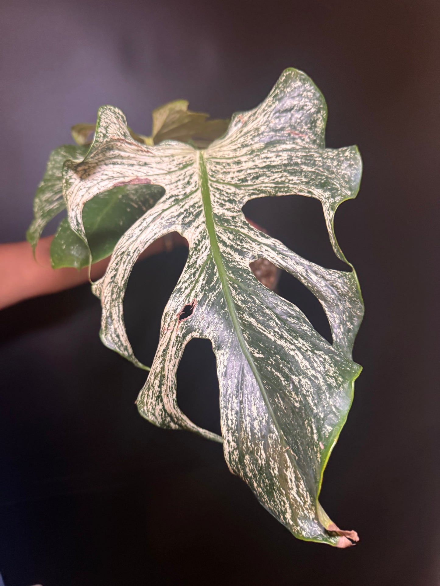 Top #1 Variegated Monstera Devil Monster🦄🦄
