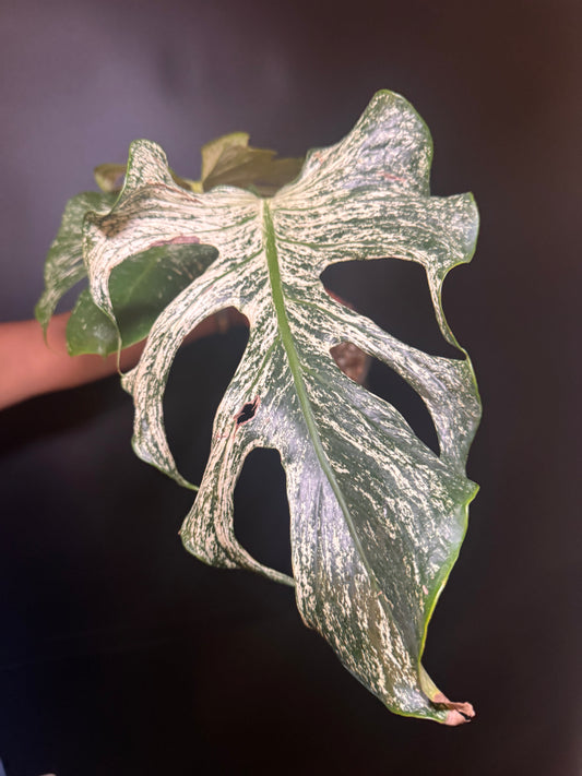Top #1 Variegated Monstera Devil Monster🦄🦄