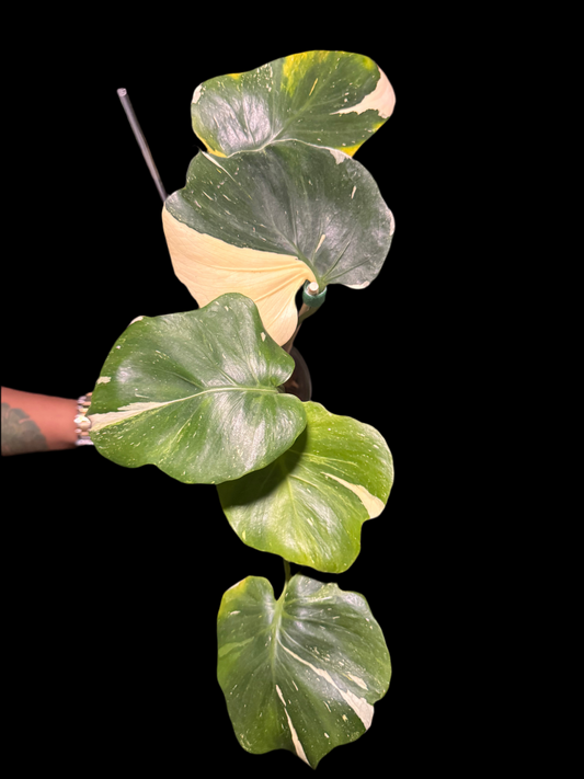 Introducing the new Monstera Batman only 1 available in the US🪴🦄