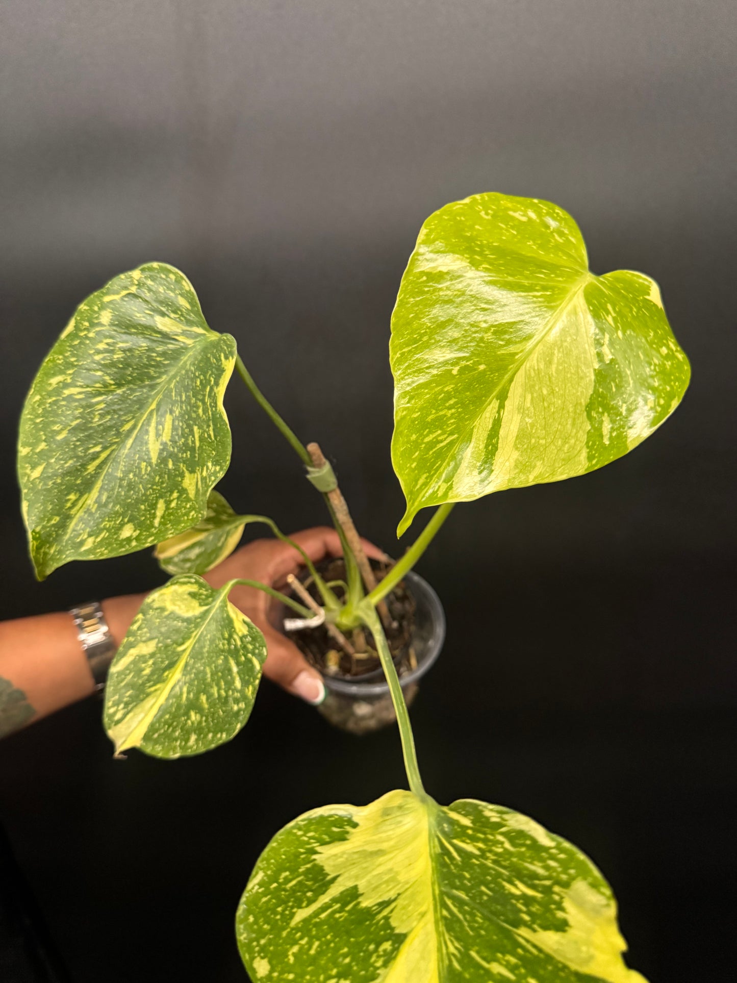 Variegated Monstera Electrolyte 🪴🦄