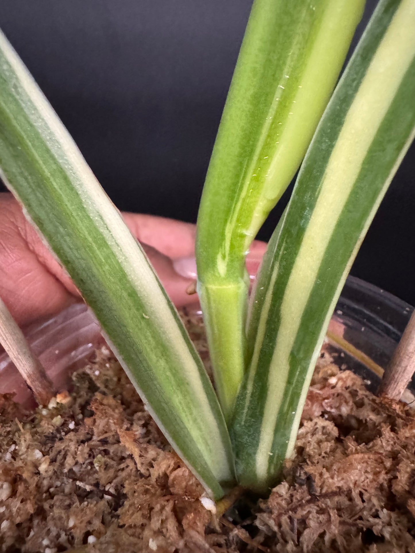 Huge variegated syngonium albo