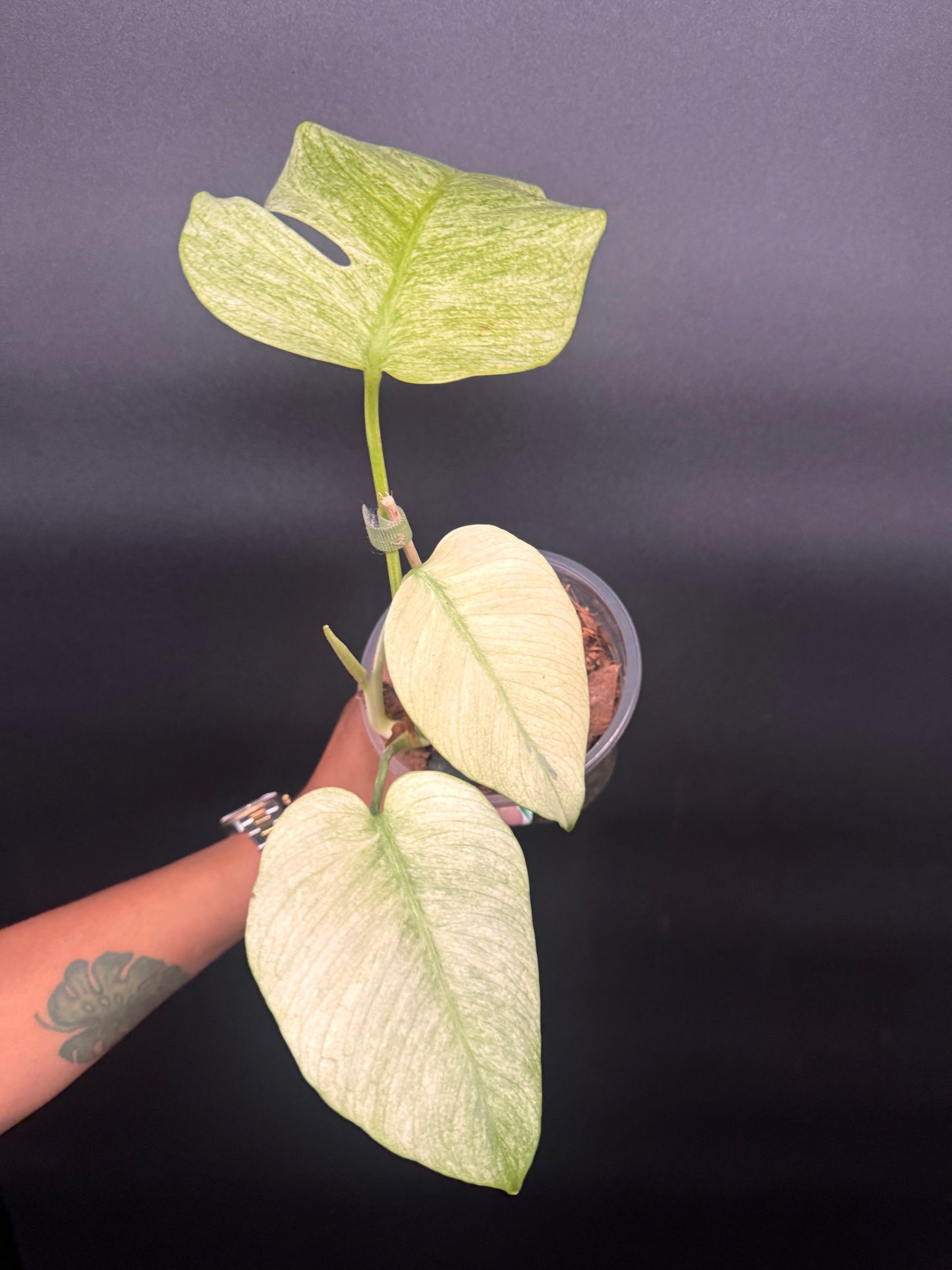 Variegated Monstera Full Mint