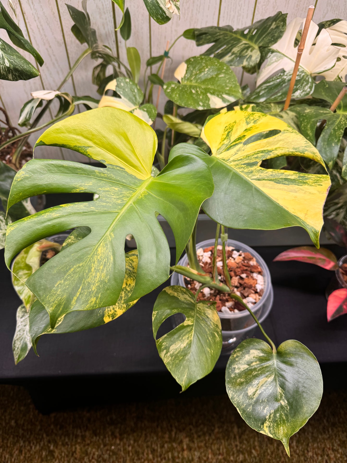 🔥Mature Monstera Pom Pom🪴🦄