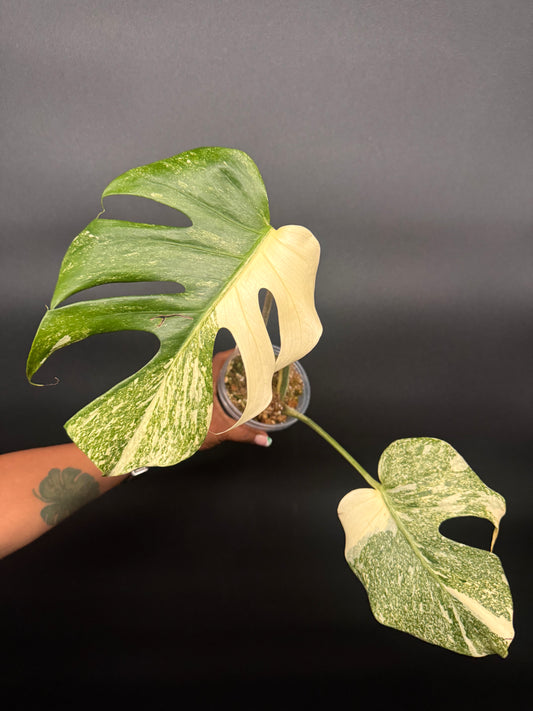 🪴🦄Variegated Monstera Platinum