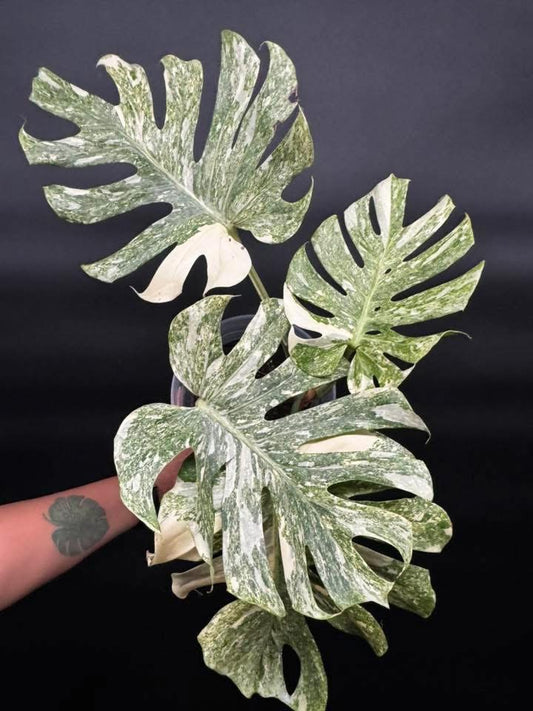 🔥🪴🦄Ultra Rare Variegated Monstera Platinum