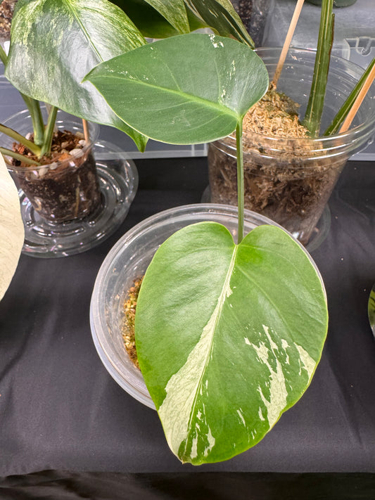 Variegated Monstera Mint Noid