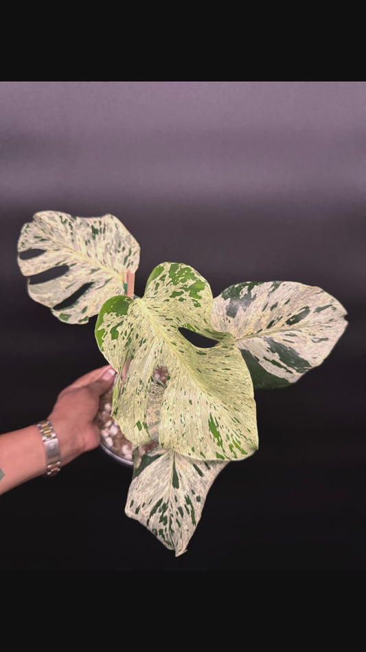 Variegated Monstera Bulbasaur 🪴🦄